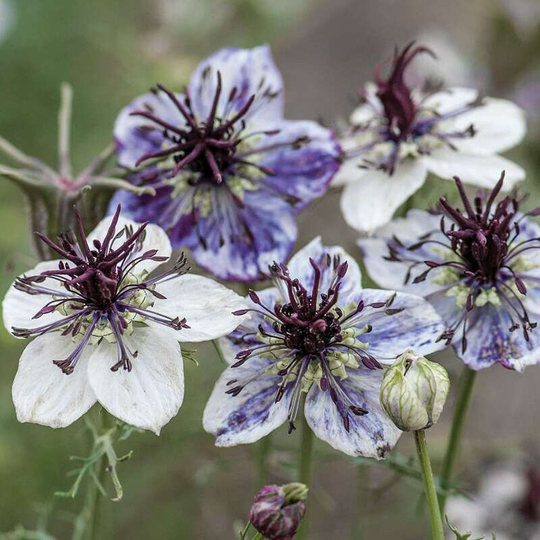 100 Organic Nigella Delft Blue Seeds New Love in A Mist Variety Beautiful Flowers Named After Famous Delft Porcelain Jungfer Im Grünen Samen