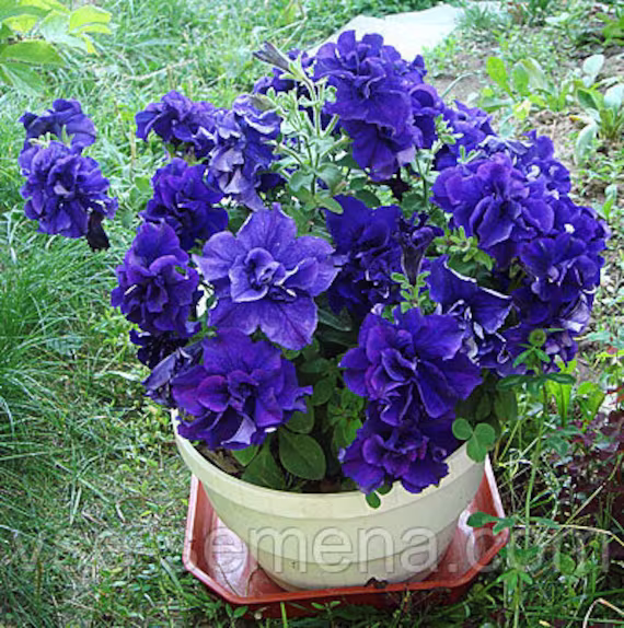 Petunia Duo Blue F1 Flower Seeds