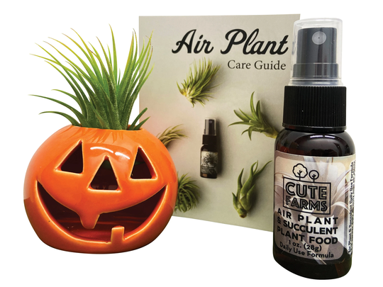 Halloween Pumpkin Air Plant & Succulent Holder With Plant, Fertilizer Care Guide