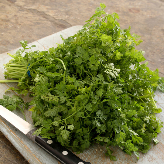 Herb Plants Chervil In 9cm Pots