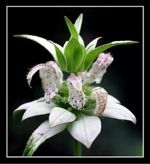 Bee Balm, Spotted, 50 Seeds, Rare Perennial White Flower | Code 73