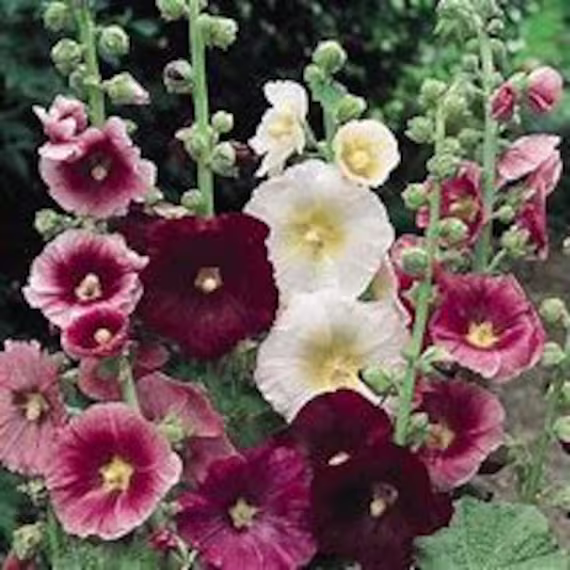 Hollyhock Seeds Cottage Garden Attracts Butterflies Bees Birds Pollinators Feed Native Birds Urban Food Forest/Garden