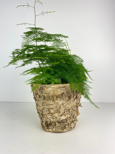 Asparagus Plumosa Fern 12cm Bark Pot