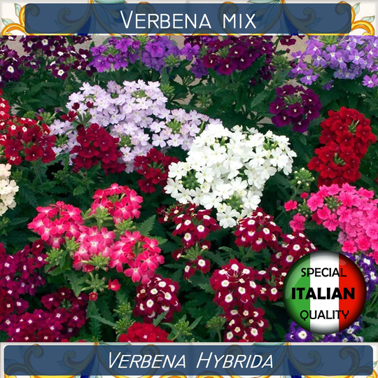 150+ Verbena Mixed Color Seeds, Hybrida Annual Flower #fi614