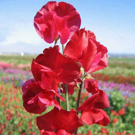 Sweet Pea Red Ensign X15 Seeds, Scarlet, Fragrant Sweet Pea