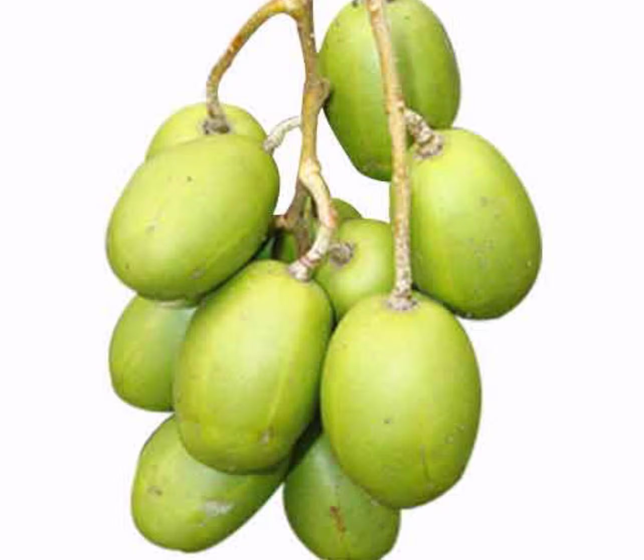 June Plum/Ambarella/Spondias Dulcis Excotic Live Tree 3-4 Feet Tall. No Shipping To California Ca