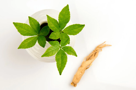 50 Female Ginseng Seeds - Medicinal Properties Shipped From Iowa. Made in Usa