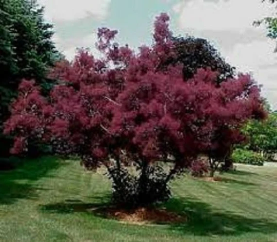 20 X Smoke Tree | Cotinus Coggygria Seeds