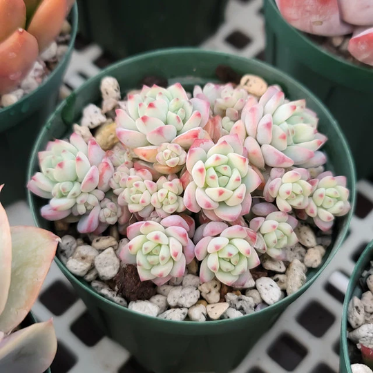 Sedum Perezdelarosae, Rare Succulent, 10 Seeds