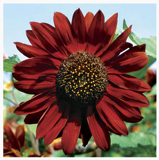 Velvet Queen Sunflower Seeds