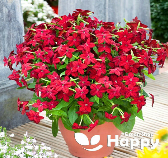 Flowering Tobacco Crimson Bedder 2000 Seeds - Nicotiana Alata Affinis Flower
