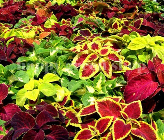 300 Seeds - Coleus