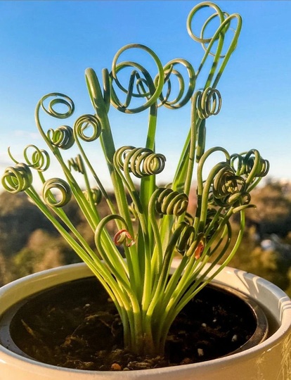 Spiral Plant Seed | Frizzle Sizzle Albuca Spiralis Succulent Seeds