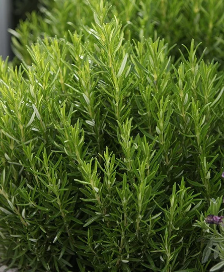 Rosemary Herb Vegetable Seeds Rosmarinus Officinalis Variety 90 Easy To Grow Organic