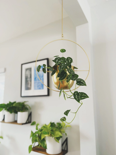 Metal Hanging Planter Indoor, Wall Planter, Plant Stand, Air Holder, Hanger, Shipped From Usa