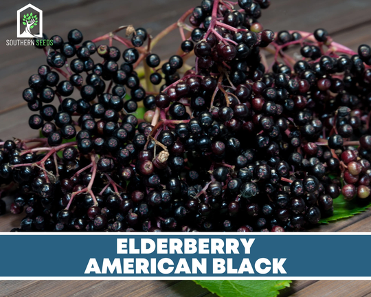 Elderberry, American Black - Heirloom Seeds Culinary & Medicinal Non Gmo | Sambucus Canadensis