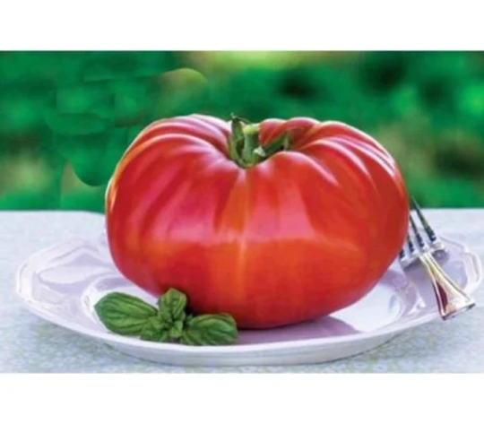 Tomato Gigantono F1 X10 Seeds Vegetable Seed