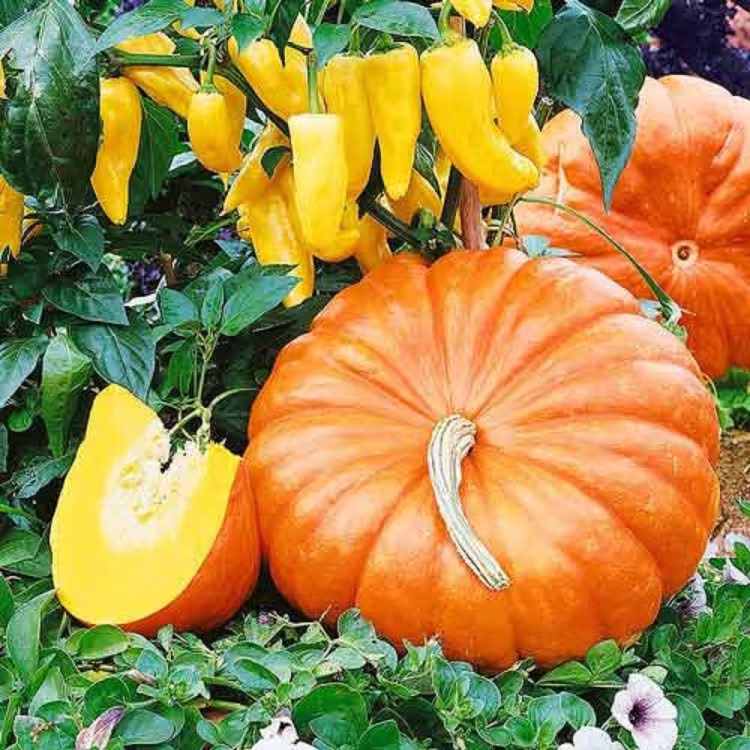 Rare Original Vegetable Seeds Pumpkin "Rouge Vif De Tamp