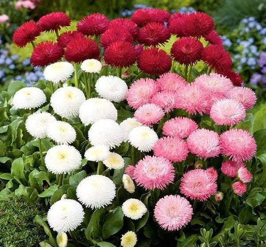100 Seeds Bellis Perennis Mixed Colors