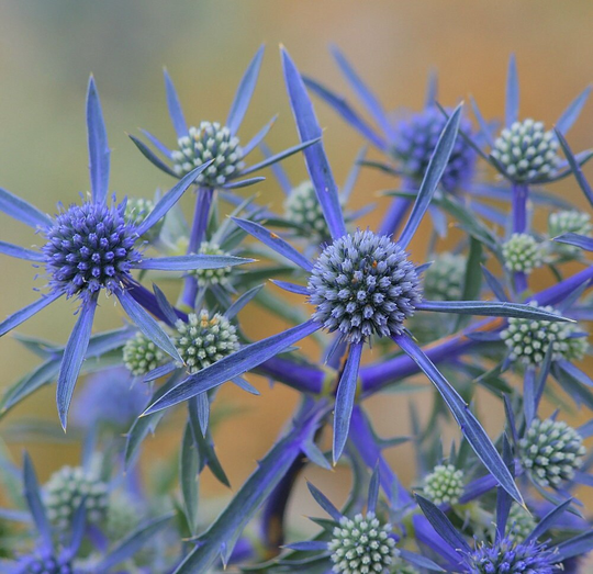 Blue Eryngo, Non Gmo, Seeds