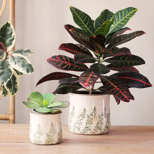 Ceramic Pine Tree Pots