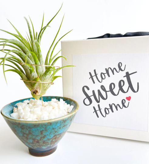 Unique Air Plant Housewarming Gift For First Home/Mini Pot New Or Office - Sweet Comes With