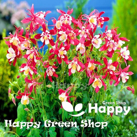 Columbine - Crimson Star 150 Seeds Aquilegia Caeruela Perennial Flower Bi Coloured