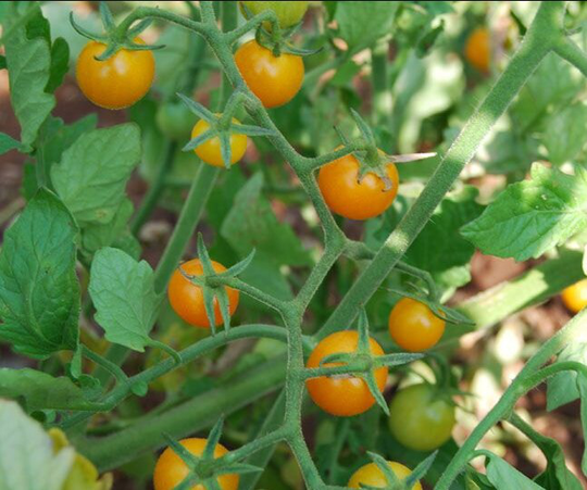 Vegetable - Tomato Sungold 10 Premium Quality Seeds