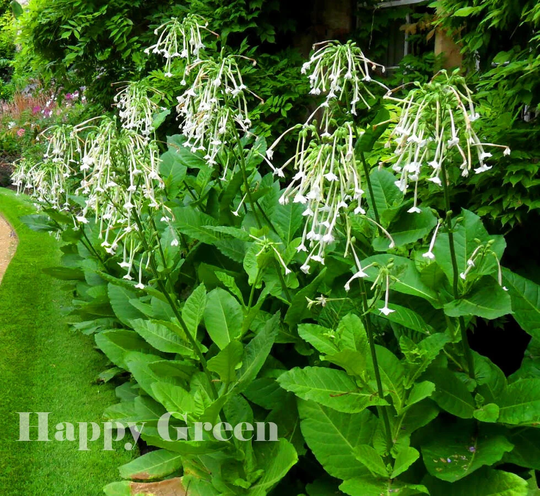 Woodland Tobacco - 5 000 Seeds Nicotiana Sylvestris