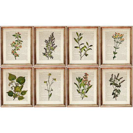 Set Of 8 Prints, Herb Print 8, Botanical Poster Vintage Print, Greenery Wall Art, Wild Flower Dictionary Art
