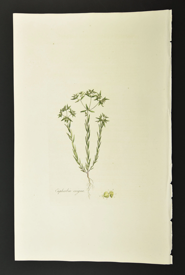 Original 1817 Curtis Botanical Engraving Flora Londinensis Small Spurge
