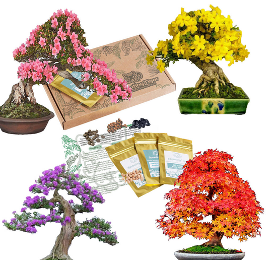 Grow Your Own Bonsai Tree Houseplant Gift Set