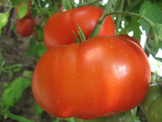 Tomato Seeds Monomach's Hat
