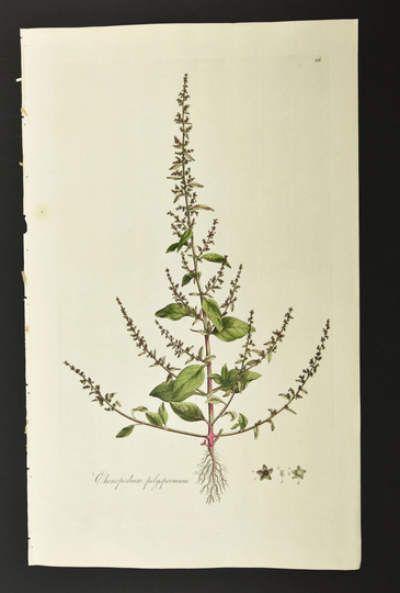 Original 18Th C. Curtis Botanical Engraving 1st Ed. Flora Londinensis All-Seed