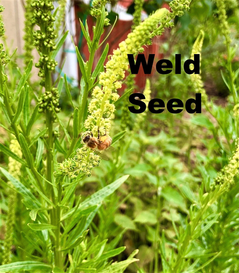 Weld - Reseda Luteola 100+ Seeds Natural Dye Plant