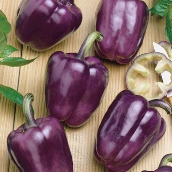 Sweet Pepper Seeds Oda