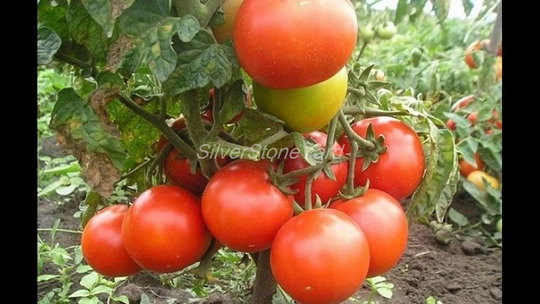 Tomato Seeds Tomato Gina 300000 Ukrainian Organic Sw788