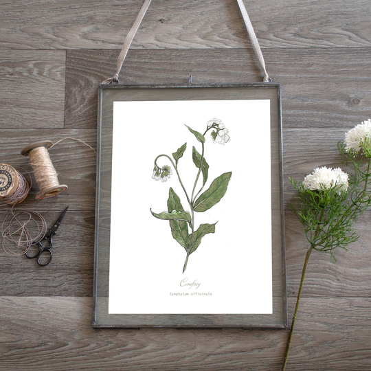 White Comfrey, Garden Herb Botanical Watercolour Print, Plant Illustration, Wall Art