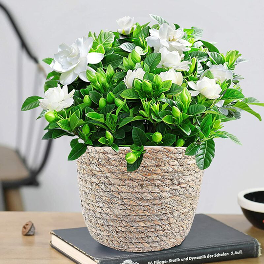 Litzee - Plant Pot Seagrass Basket, Handwoven Flower Basket, Planter Basket, Plant Basket, Flower Basket, Braided for Balcony, Garden Decor