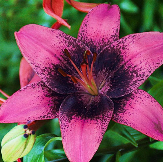 Lilium Purple Dream 20 Seeds