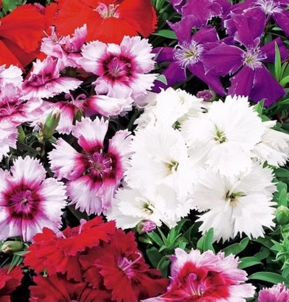 Carnation - Rainbow Pink Flowers Blend 1G/100 Seeds Dianthus Chinensis Gmo Free