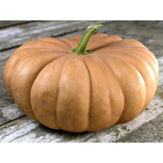 15 Organic Seeds Long Island Cheese Squash Kürbis Samen Semi Semillas Sementi Graines Zaad Zaden Sementes Siemenet Nasiona