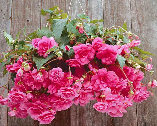 Begonia Nonstop Pink Flower Seeds - Houseplant Or Garden 7 Pelleted Seedso