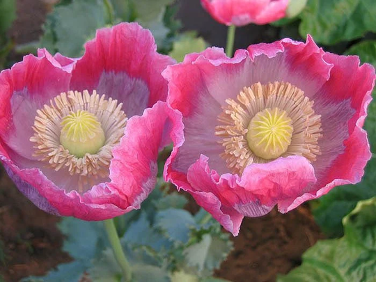 Poppy Izmir Giganthemum | 1000+ Seeds