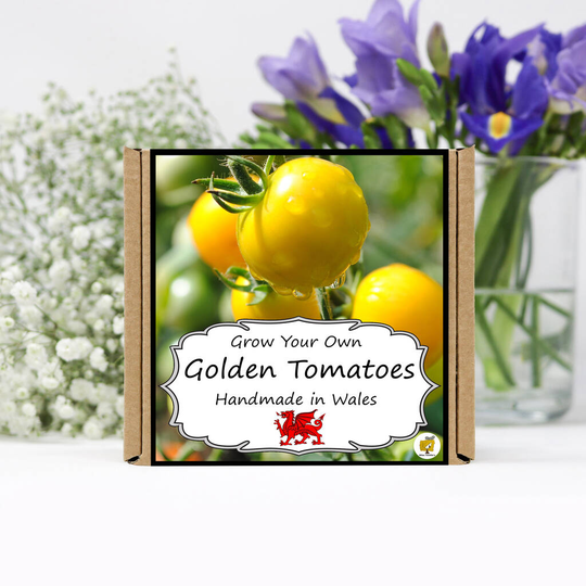 Grow Your Own Golden Sunrise Yellow Tomatoes