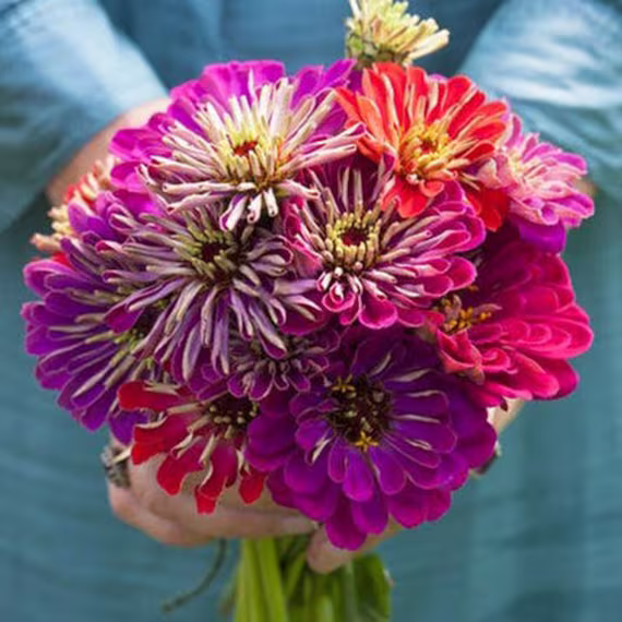 Zinnia Meteor Shower Mix Flower Seed 50