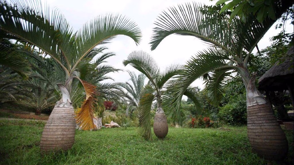 Bottle Palm Hyophorbe Lagenicaulis 13 Fresh Seeds Free Shipping