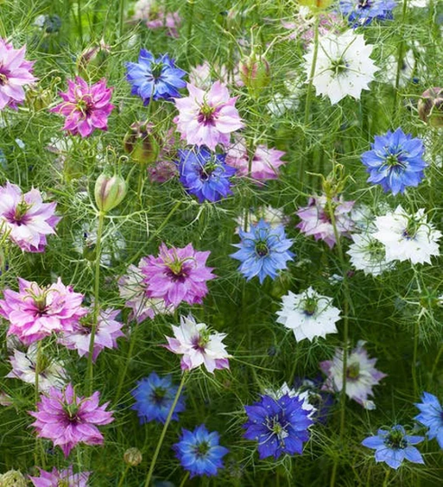Nigella Persian Jewels Mixed Seeds -