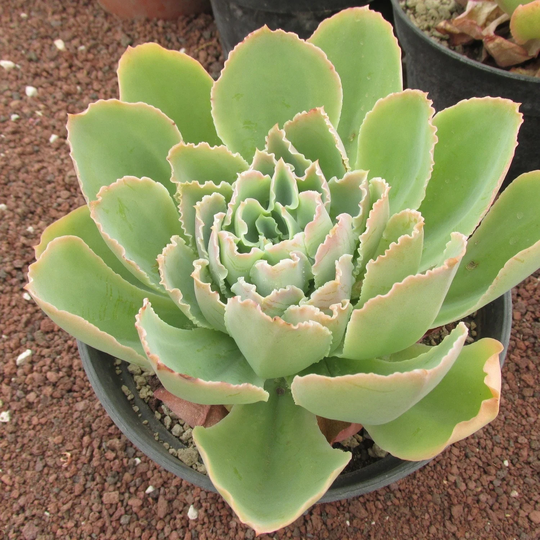 20 X Echeveria Juarezensis Seeds - Succulent Plant Rarely Offered Beautiful Colour & Form- Large Frilled Form-Easy From Seed