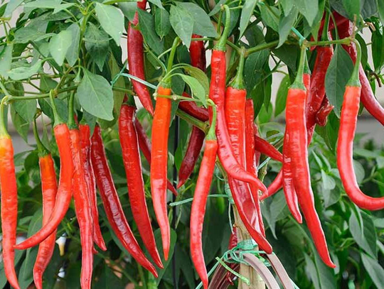 Long Cayenne Pepper | 15 Seeds , Organic, Non-Gmo